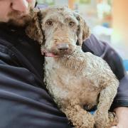 One of the labradoodles surrendered to the RSPCA