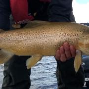 A fine brown trout caught from Lake Crescent