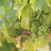 Wine Grapes