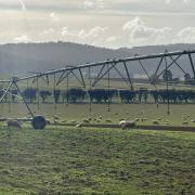 Sheep graze at Weetah