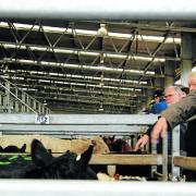 Powranna cattle sale