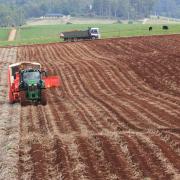 Harvesting potatoes