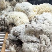 Sheeps wool.