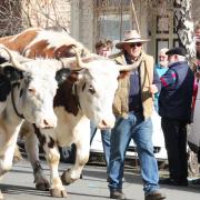 Brian Fish and his bullock team will join the parade on Saturday and Sunday