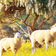 Sheep with wattle blossoms