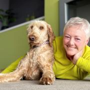 Oscar, the first labradoodle to be rehomed with Di Jessup