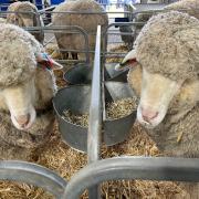 Two merino ewes from Trefusis Stud 