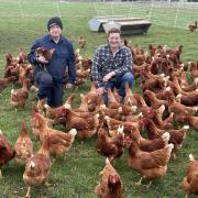 Nigel and Nick Aylott from Western Tiers Pastures