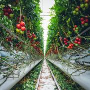 Greenhouse photo