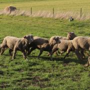 Sheep in paddock