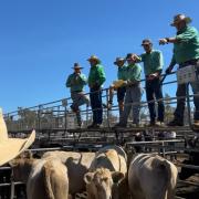 Powranna cattle sale