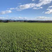 cover crop