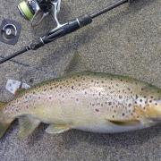 A fat well-conditioned trout from the Derwent