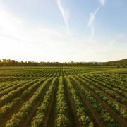 Farm photo