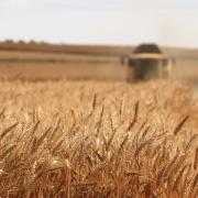 farm field of grains