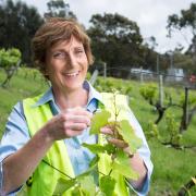 TIA Professor Kathy Evans inspecting grape vines