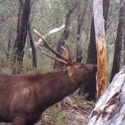 Fallow deer