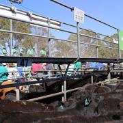 Powranna Weaner Sale earlier in the year