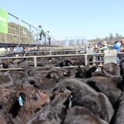 cattle sale