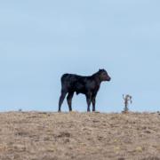 Stock feed is short in drought conditions. Picture: MICHAEL LASKEY