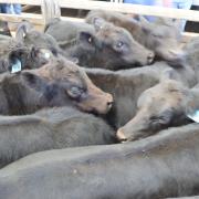 Cattle