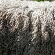 Wool