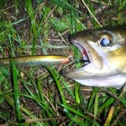 Trout caught on Solvpilen