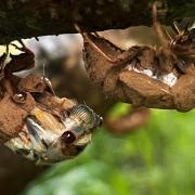 Red Eyed Cicada, Tasmania