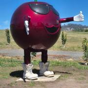 Kevin the "Big Cherry" at Campania orchard Cherrycot