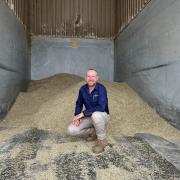 Duncan Heazlewood in a bin of harvested grass seed at Heazlewood Seeds near  Hagley.