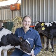 Dairy UP PhD student Alice Shirley is using data from rumen sensors to explore how cattle respond differently to heat events. 