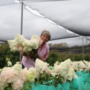 Sally Dakis with her french Hydrangeas 'Sundae Fraise'