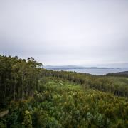 Tasmanian Forest