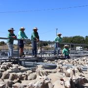 Sheep and Lamb sale Oatlands