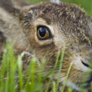 Brown hare