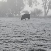 Cows in the mist at Evandale. Lisa Bird